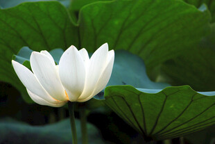 洁白荷花绽放于绿叶间