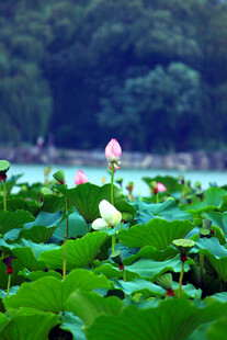 荷塘荷花绽放美景