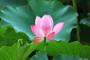 绽放的粉色荷花与荷叶