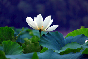 洁白莲花绽放于绿叶间