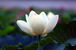 洁白荷花绽放于绿叶间