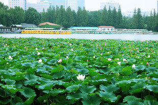 荷塘绿意盎然的美丽景致