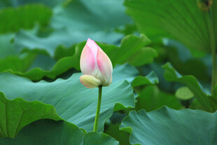 含苞待放的粉嫩荷花