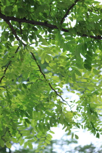 翠绿枝叶间的光影世界