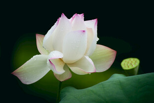 洁白荷花绽放绿叶间