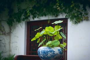 中式蓝白瓷瓶中的绿植