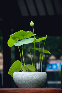 案头盆栽荷花 清新雅致