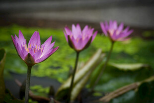 三朵绽放的紫色睡莲