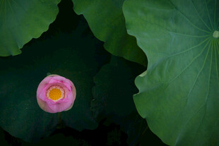 粉荷绽放于翠绿荷叶间