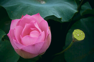 娇艳粉色荷花与嫩莲蓬