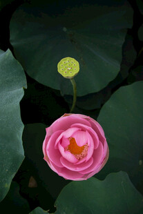 娇艳盛开的粉色荷花