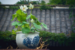 青花瓷盆中的雅致花卉