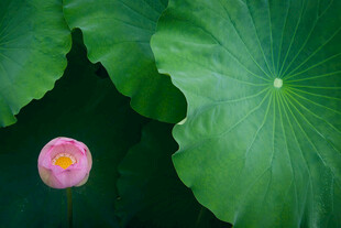 粉荷绿叶间的清新景致