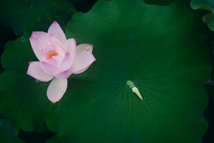 粉色荷花绽放于绿叶间