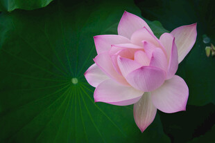 娇艳盛开的粉色荷花