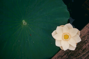 白荷绽放于翠绿荷叶间