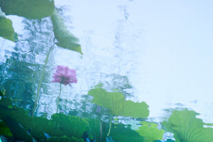 荷塘中绽放的娇艳荷花