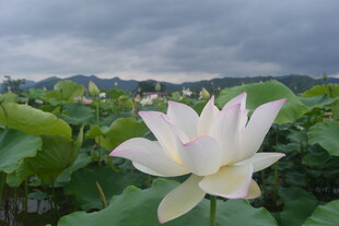 雨中绽放的圣洁白荷花