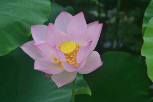 粉色娇艳荷花特写