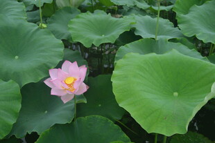 粉色荷花绽放于绿叶间