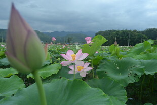 荷塘中的荷花与花苞