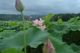 荷塘荷花绽放美景