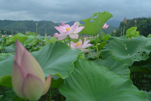 雨中绽放的娇艳荷花