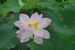 娇艳盛开的粉色荷花