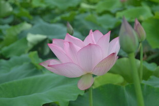 娇艳荷花绽放于绿叶间