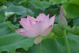 绽放的粉色荷花