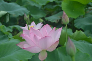 粉色荷花绽放于绿叶间