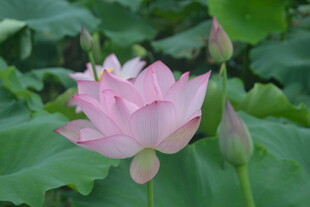 粉色荷花绽放于绿叶间