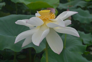 洁白盛开的美丽荷花