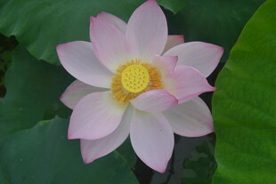 娇艳盛开的美丽粉荷花