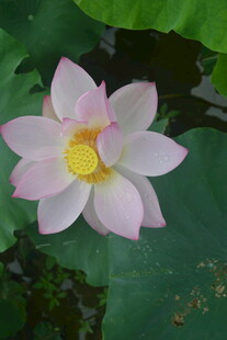 娇艳盛开的粉色荷花