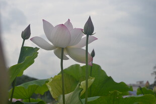 绽放的荷花与待放花苞
