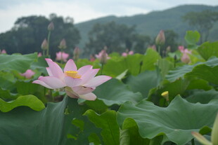 绽放的荷花与翠绿荷叶