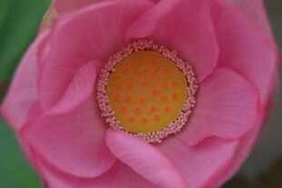 娇艳粉色莲花特写