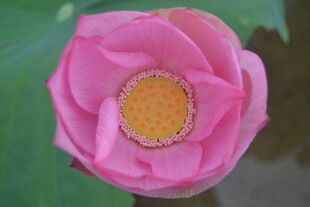 娇艳粉色荷花特写