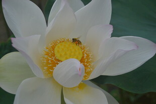 白荷绽放 花蕊间小昆虫