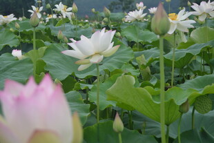 夏日荷塘中的美丽荷花