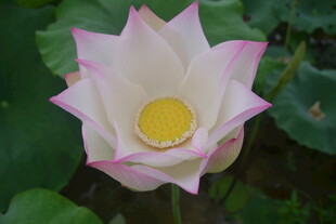 盛开的粉色荷花