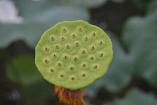 莲蓬特写