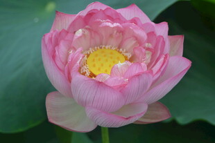 娇艳盛开的粉色荷花