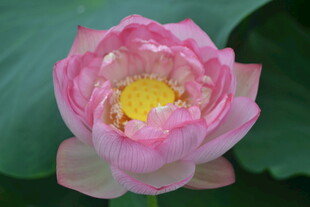 娇艳盛开的粉色荷花