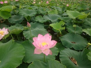 夏日盛开的娇艳荷花