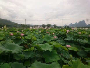 荷塘美景 远山云雾缭绕