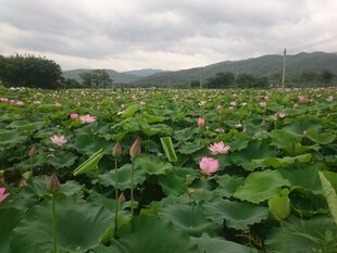 夏日荷塘荷花绽放美景