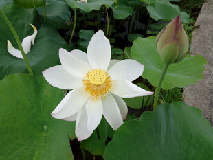 洁白荷花绽放绿叶间