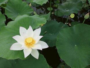 洁白荷花绽放于绿叶间